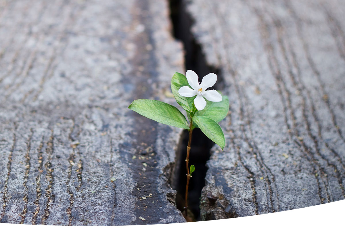 small white flower sprouting from the gap between two wooden planks